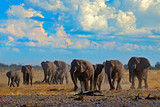 Big African Elephants herd, with blue sky and white clouds, Etosha NP, Namibia in Africa. Elephant in the gravel sand, dry season. Wildlife scene in the nature. Blue sky with white clouds.