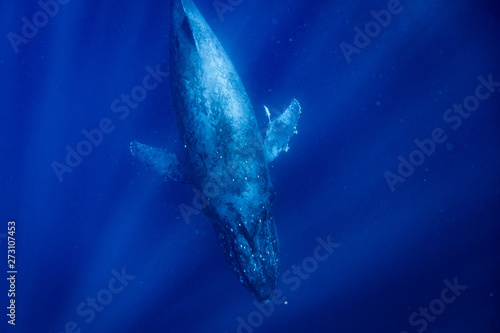 クジラ © Hiroaki65