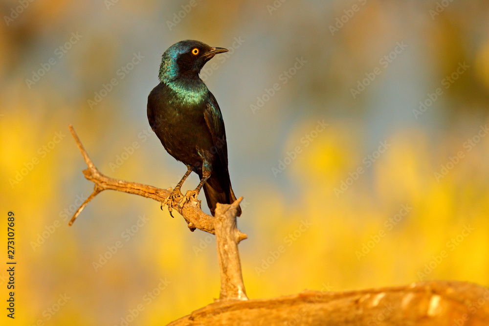 Obraz premium Cape Glossy Starling, Lamprotornis nitens, nature habitat. Detail close-up portrait with yellow eye. Beautiful shiny bird in the green forest, near the nest hole. Wildlife in Namibia.