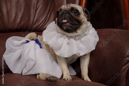 Dog Bride. Pug. Dog in wedding clothes. Dog wedding. Bride and groom