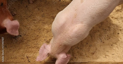 Pigs eat in sawdust top view