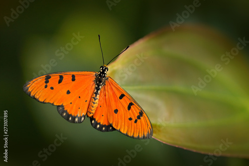 Tawny coster, Acraea terpsicore (syn. A. violae) in nature habitat. Nice insect from India in the green forest. Orange butterfly sitting on the green leave from Asia. photo