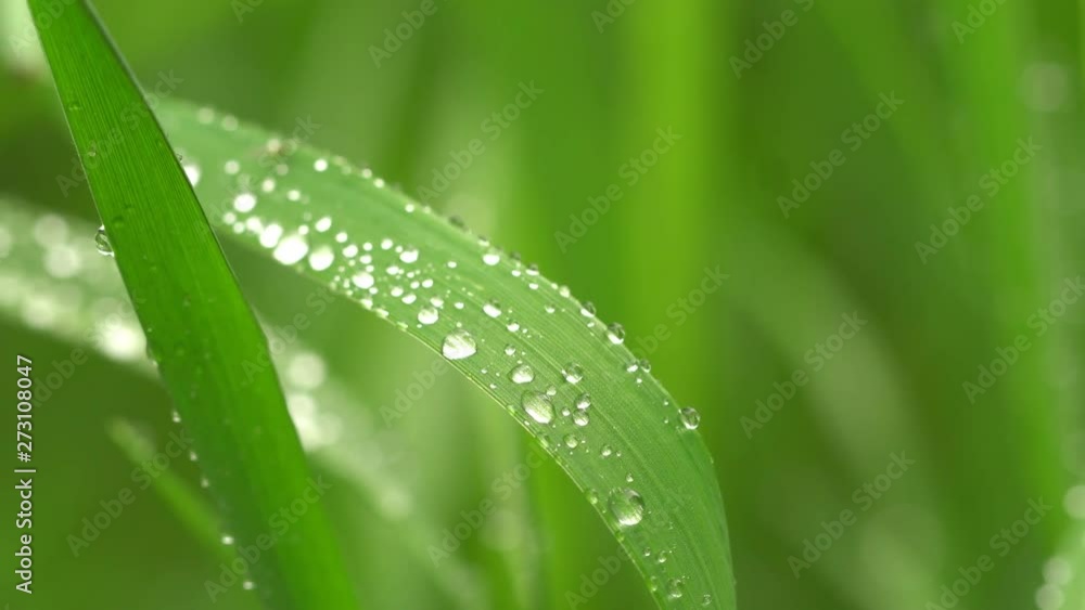 Fresh green grass with dew drops clips,dew drops on green grass footage,rain drops on green grass video, 4k dew drop on green grass movie. Beautiful view. Fresh green grass with dew drops clips,dew drops on green grass footage,rain drops on green grass video, 4k dew drop on green grass movie. Beautiful view.