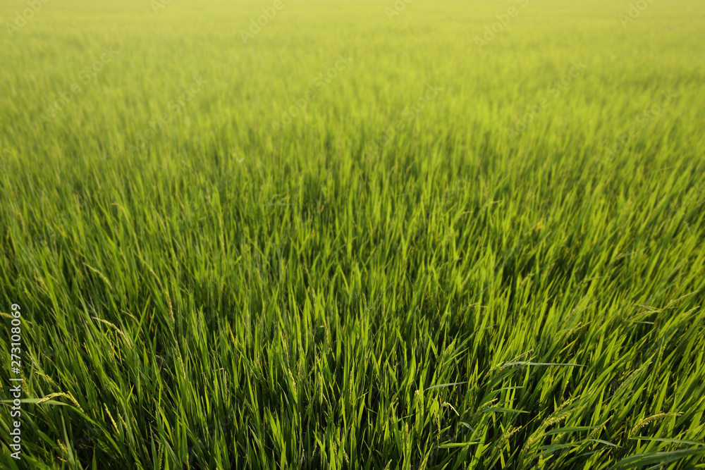 full grown rice. rice field close-up. dirt road path for controlling the agricultural area. ready to harvest rice in a paddy field in tropical regions of Thailand.