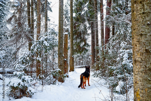 Snow covered trees in a winter forest, small path between them and dog german shepherd on it