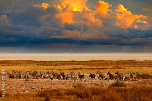 Zebra and storm evening sunset in Etosha Pan in Namibia. Wildlife nature, safari in dry season. African landscape with wild animals, clouds on the sky. Herds of zebra near the water hole in the desert