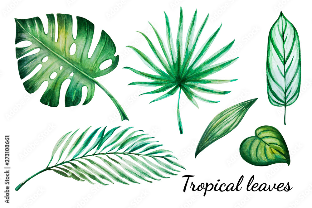 Beautiful tropical leaves set. Monstera, palm. Watercolor painting. Exotic plant. Natural print. Sketch drawing. Botanical composition. Greeting card. Painted background. Hand drawn illustration.