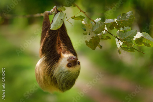 Sloth in nature habitat. Beautiful Hoffman’s Two-toed Sloth, Choloepus hoffmanni, climbing on the tree in dark green forest vegetation. Cute animal in the habitat, Costa Rica. Wildlife in jungle. photo