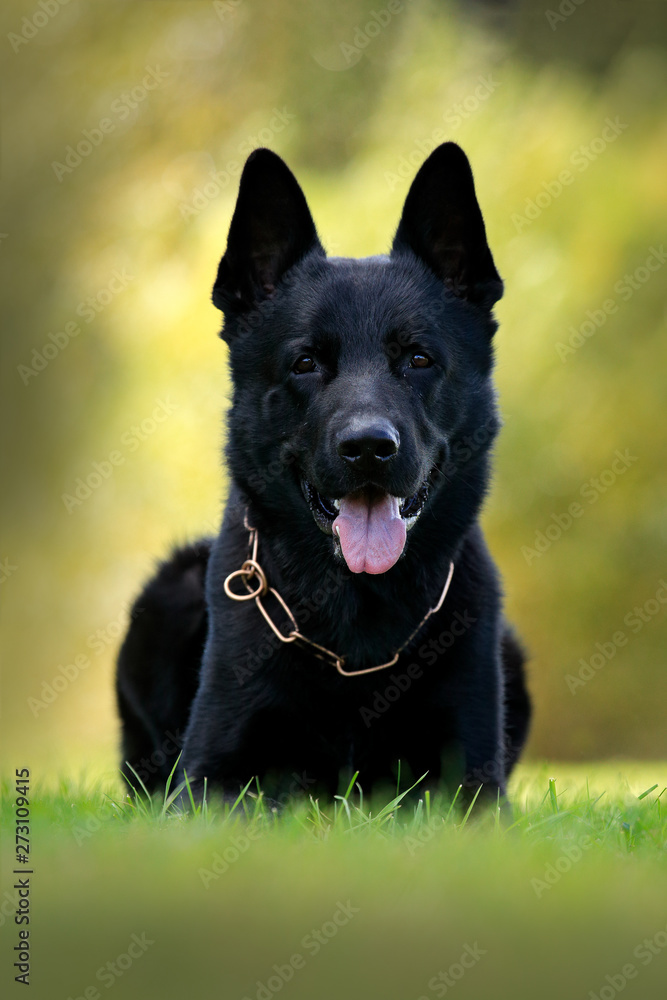 Black dog in green grass. German Shepherd Dog, is a breed of large-sized working dog that originated in Germany, sitting in the green grass with nature background.