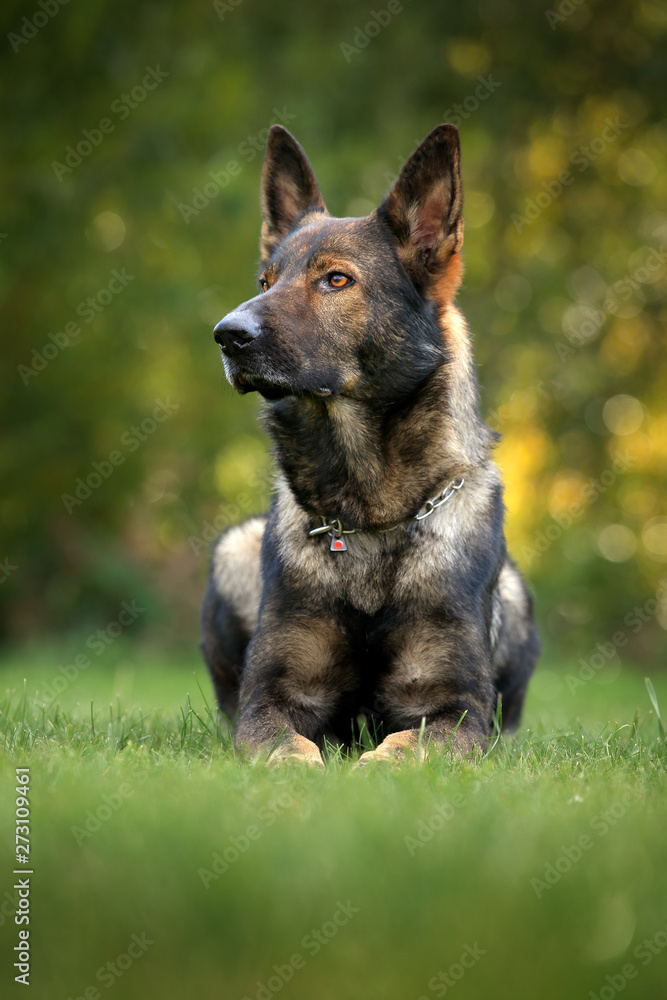 German Shepherd Dog, is a breed of large-sized working dog that originated in Germany, sitting in the green grass with nature in background.