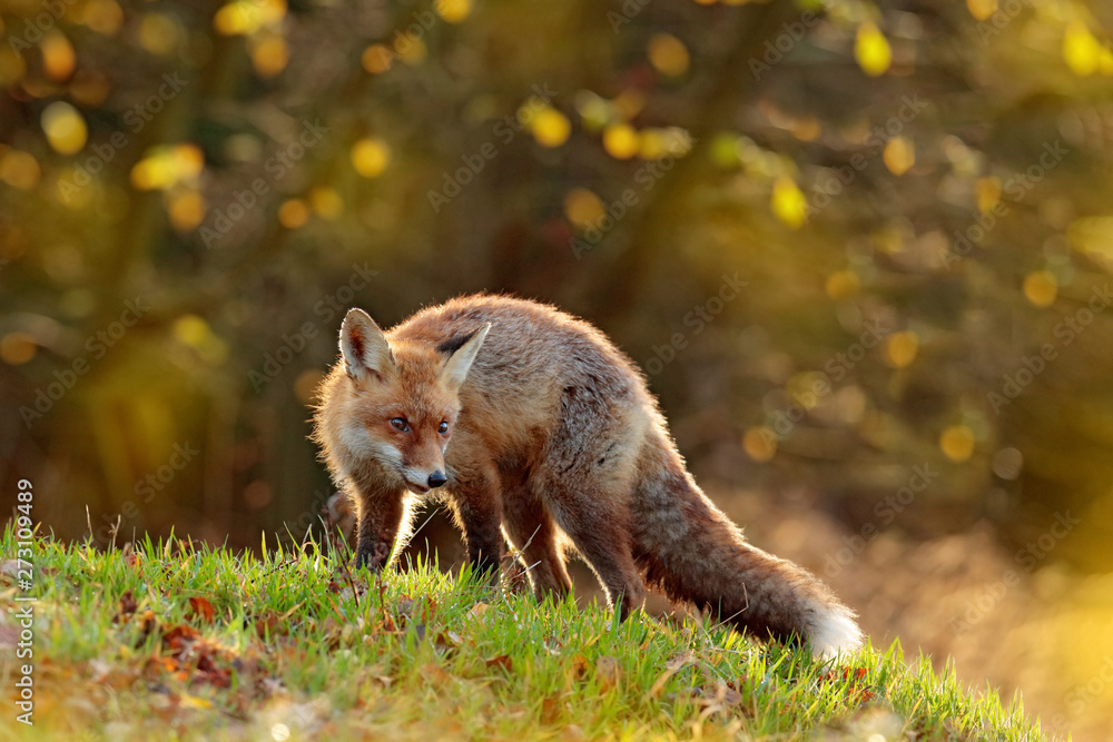 Cute Red Fox, Vulpes vulpes in fall forest. Beautiful animal in the nature habitat. Wildlife scene from the wild nature. Fox running in orange and yellow autumn leaves. Animal in fall wood habitat.