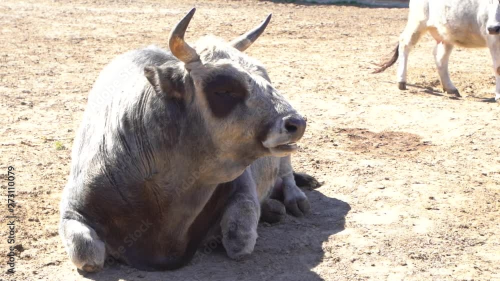 Calm big bullock laying on sand peacefully on sunny warm summer day. Calm big bullock laying on sand peacefully on sunny warm summer day.