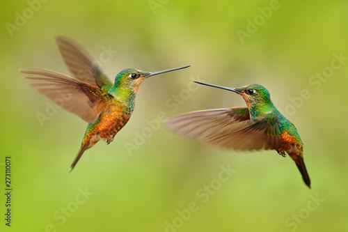 Hummingbirds with long golden tail, beautiful action flight scene with open wings, clear green backgroud, Chicaque Natural Park, Colombia. Two birds Golden-bellied Starfrontlet, Coeligena bonapartei. © ondrejprosicky