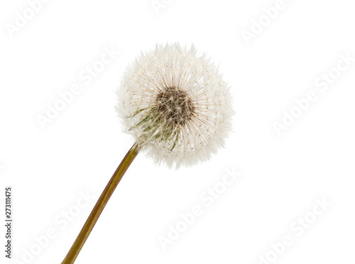 Wallpaper Mural Fluffy dandelion on white background Torontodigital.ca