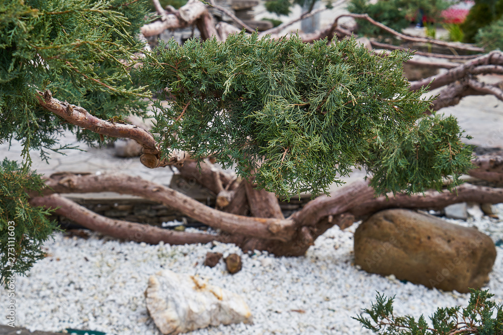 Obraz premium Image of thuja in landscape park.