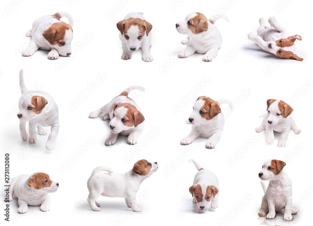 big set. terrier jack russela puppies isolated on white background
