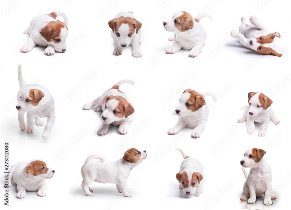 big set. terrier jack russela puppies isolated on white background big set. terrier jack russela puppies isolated on white background