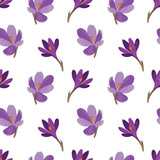 Сrocus flowers (saffron). A seamless pattern with purple crocus flowers (saffron) on a white background