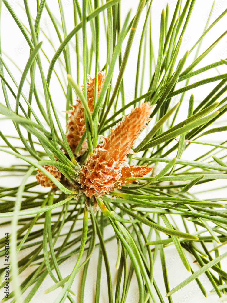 Pine cones on white Pine cones on white