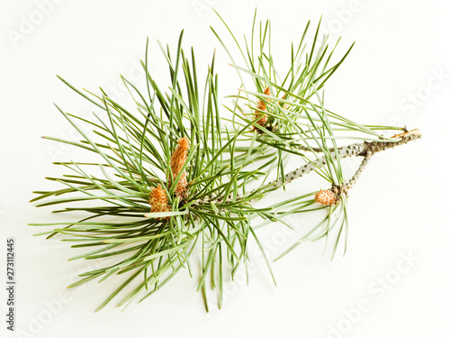 Pine cones on white