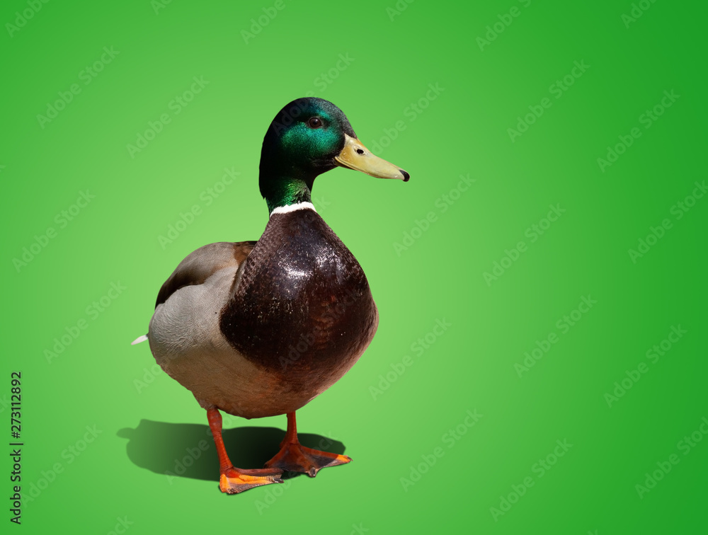 Obraz premium one beautiful duck isolated on color background
