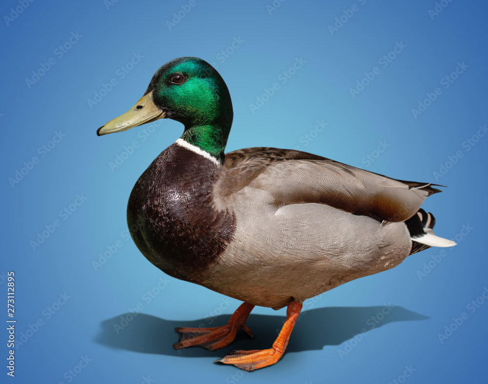 one beautiful duck isolated on color background one beautiful duck isolated on color background