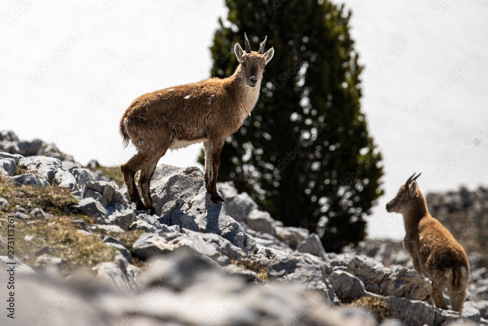 Ibexes in a mountainous atmosphere in the Vercors in France Ibexes in a mountainous atmosphere in the Vercors in France