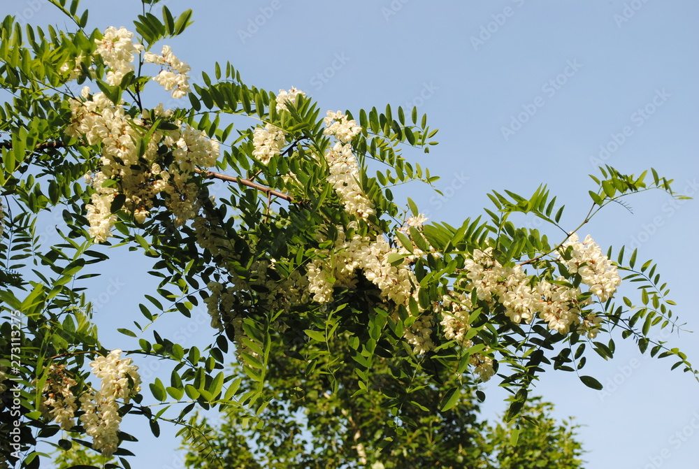 white flowers on the tree in the garden white flowers on the tree in the garden