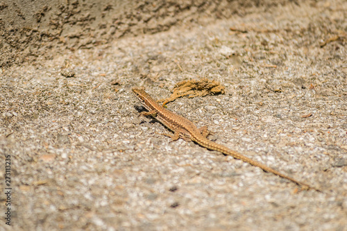 Portrait small lizard in close-up