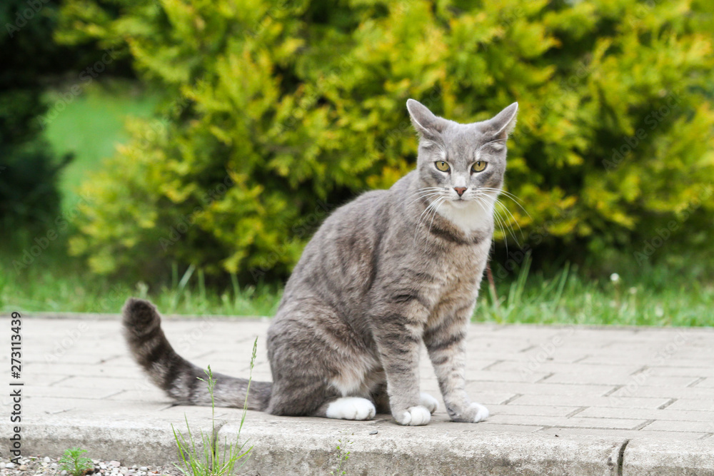 Beautiful outdoor countryside home view of grey cat sitting and watching. Beautiful outdoor countryside home view of grey cat sitting and watching.