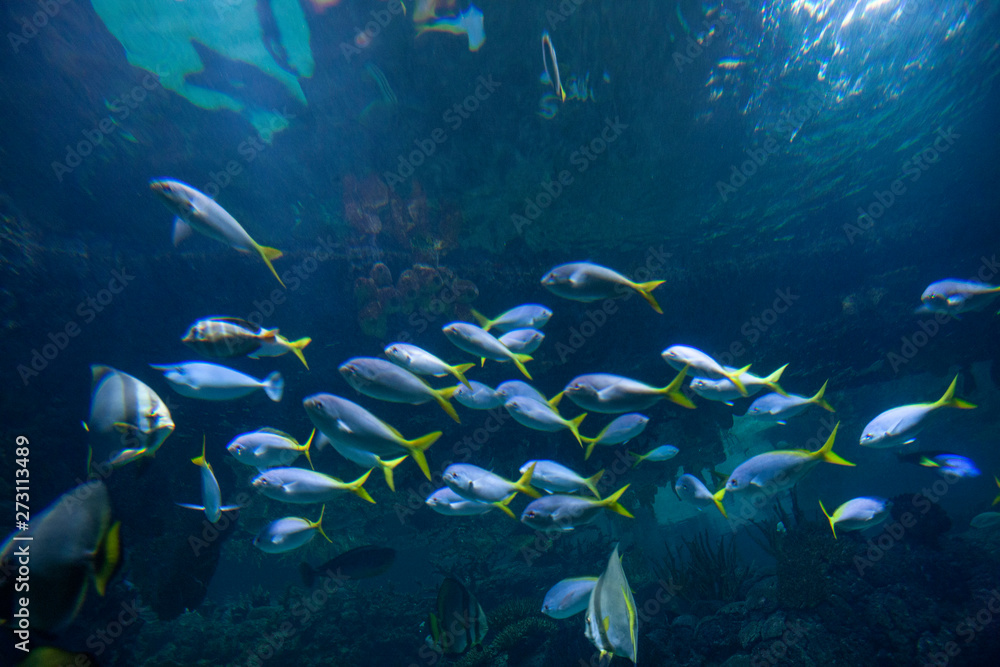 Sealife. Underwater. Fish. Sealife. Underwater. Fish.