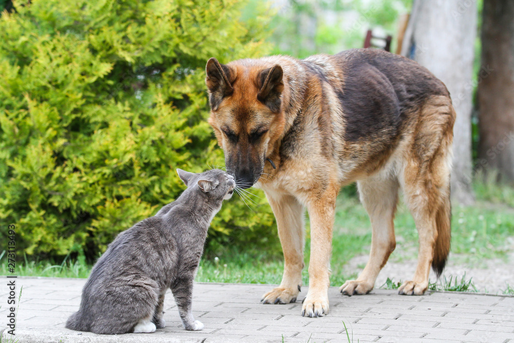 Dog and cat standing and watching to each other.