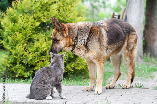 Dog and cat standing and watching to each other.