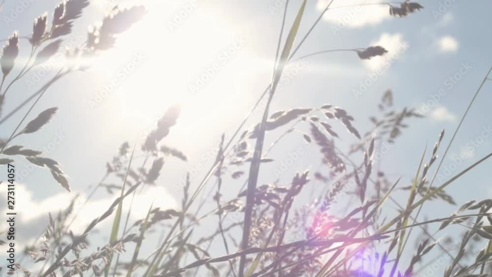 Grass blows against sunny blue sky Grass blows against sunny blue sky