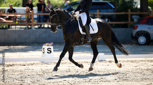 Dressage horse Rappe on a dressage tournament with rider in a test, lesson, Through the whole track change in the strong trot..