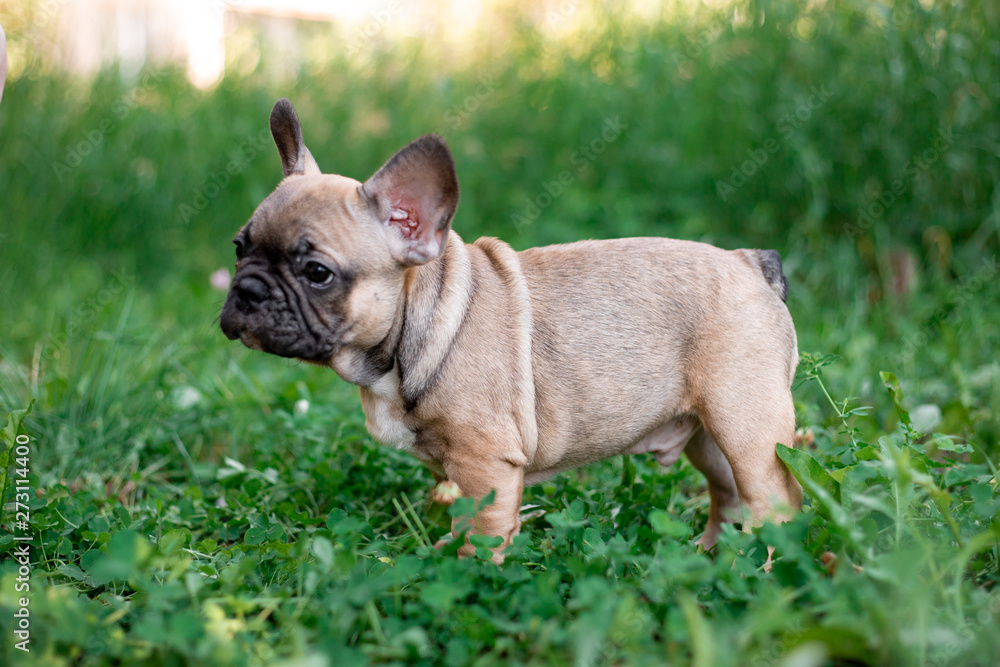 French bulldog puppy in nature 