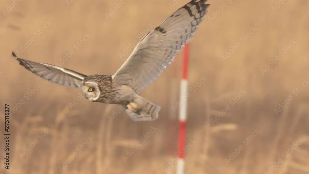 an owl in flight over a wild field, hunting for rodents. an owl in flight over a wild field, hunting for rodents.