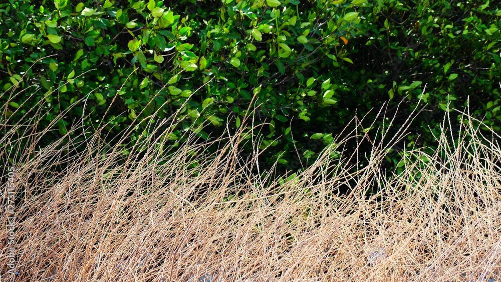 dried grasses with green trees background. dried grasses with green trees background.