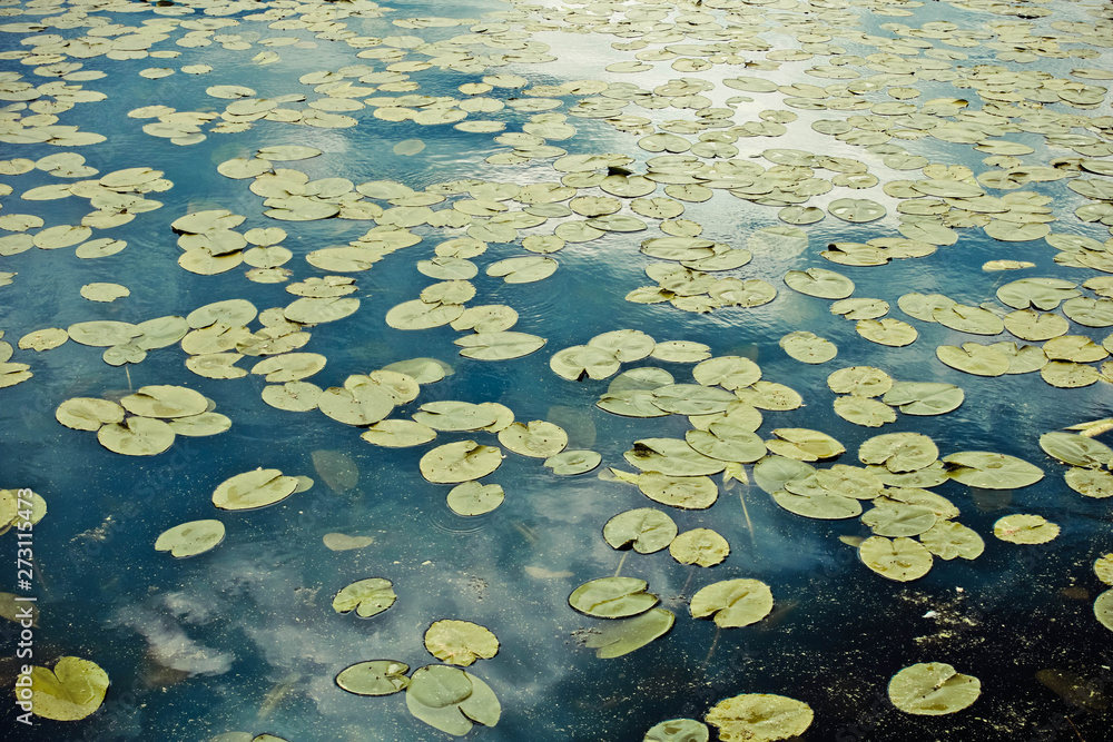 Water lilies on the surface of the lake. Water green leaves on the surface of the lake, Water lilies on the surface of the lake. Water green leaves on the surface of the lake,