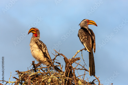 grey hornbill bird of the kruger national park reserves and parks of south africa