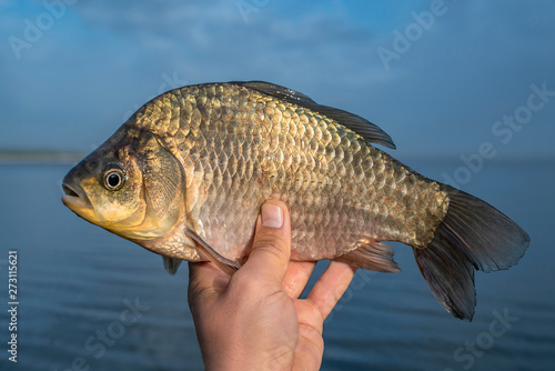 Live crucian carp fish in fisherman hand on lake background
