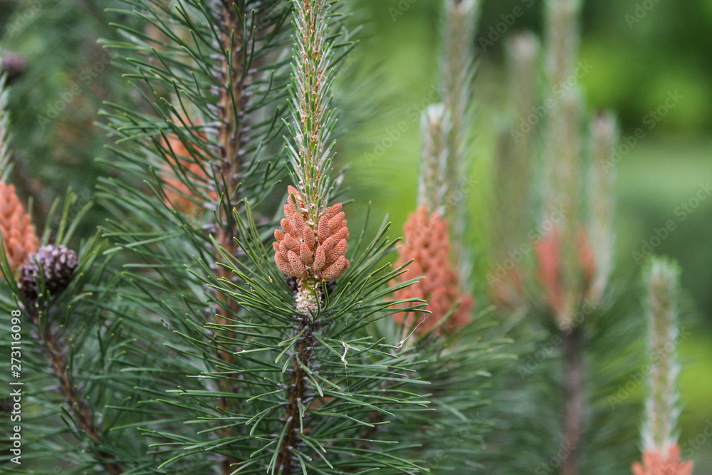 Beautiful garden nature view of green needles and other details. Beautiful garden nature view of green needles and other details.