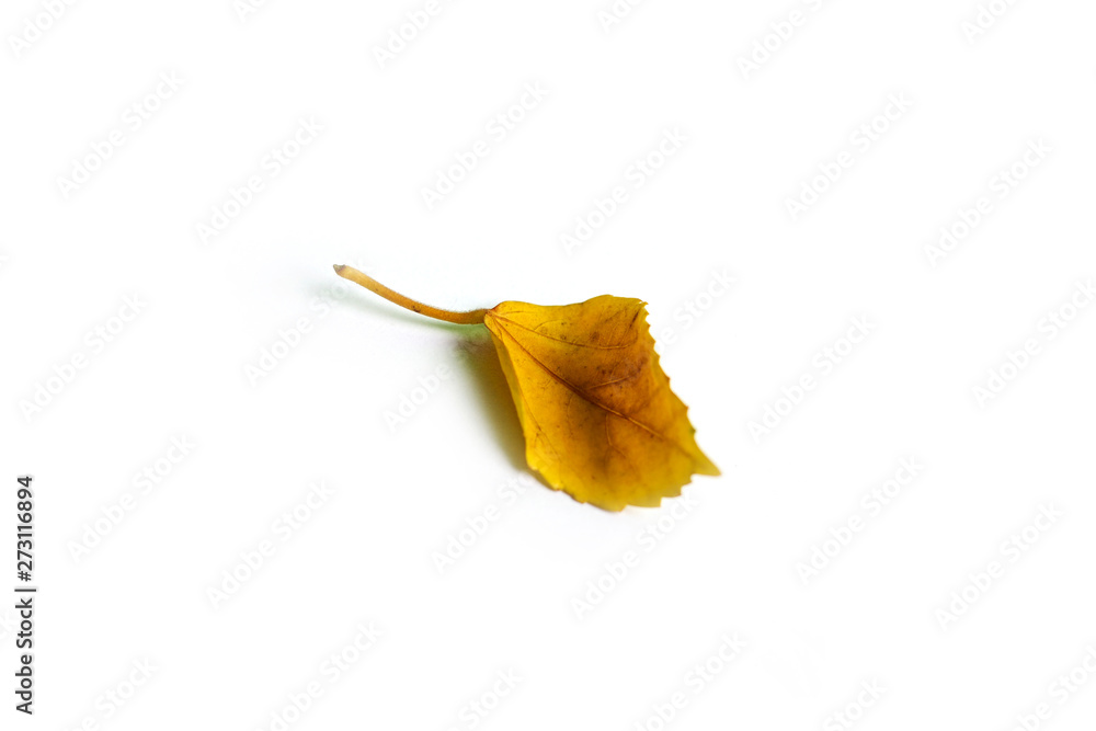 Fototapeta premium Yellow old leaf isolated on a white background