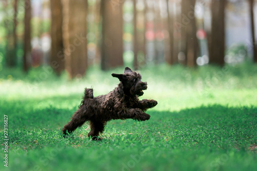 Dogs of breed Miniature Schnauzer and Black Russian Terrier in the summer forest