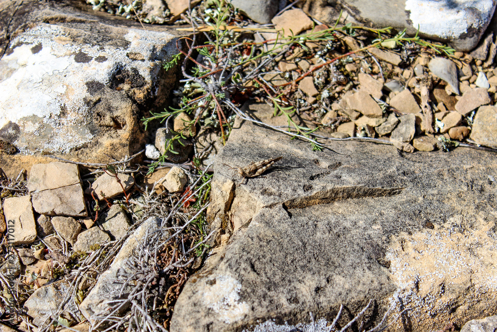 Fototapeta premium Mimetizzarsi nel proprio ambiente