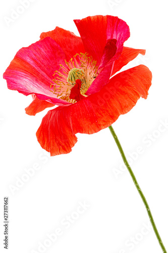 Flower of red poppy  lat. Papaver  isolated on white background
