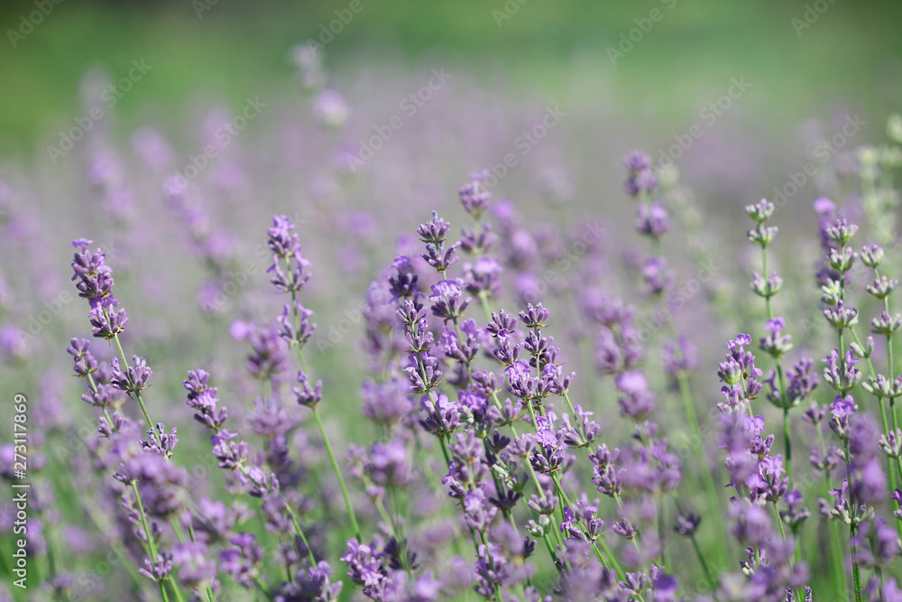 Field of lavender flowers. Natural background