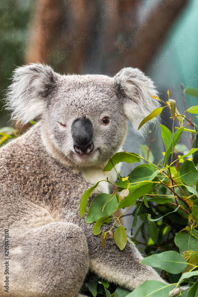 Obraz premium Funny koala animal winking blinking cute wink at camera at Sydney Zoo in Australia. Australia wildlife animals.