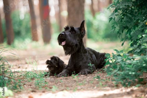 Dogs of breed Miniature Schnauzer and Black Russian Terrier in the summer forest © Мария Старосельцева