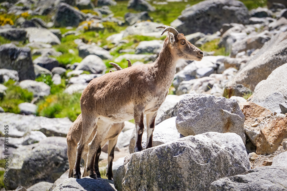 mountain goat by the river mountain goat by the river